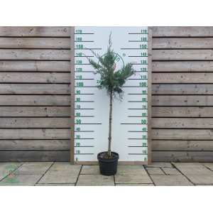  Borievka prostredná (Juniperus media) ´PFITZERIANA GLAUCA´ výška 90-120 cm, kont.C7L – NA KMIENKU 